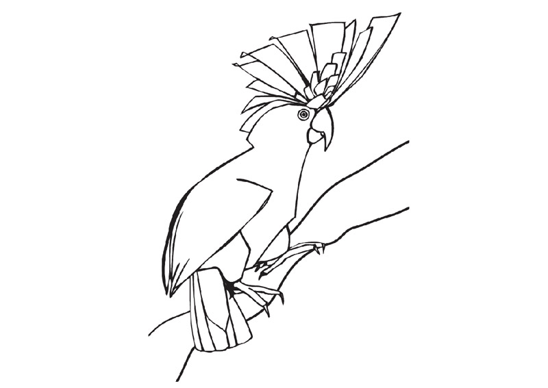 Tropical Bird Colouring Sheet