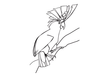 Tropical Bird Colouring Sheet